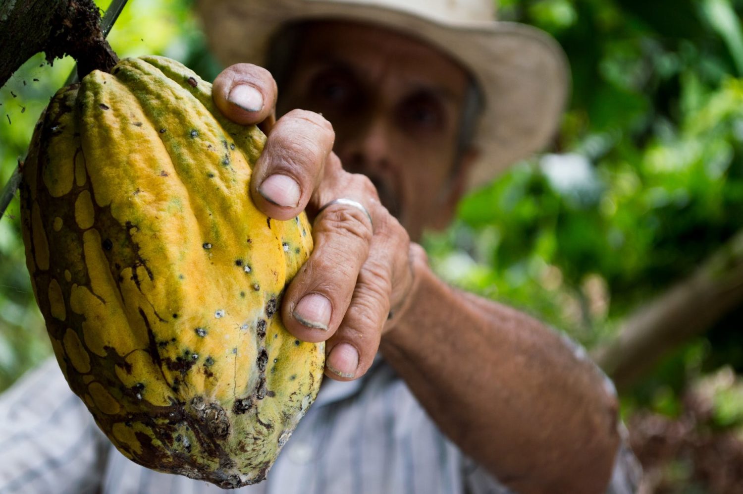 Le beurre de cacao : bienfaits et utilisations de cet allié beauté