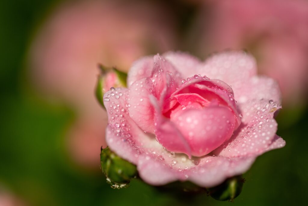 Les eaux florales de Rose

